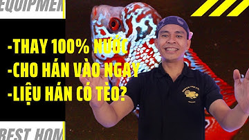 Thay 100% Nước Rồi Thả Cá La Hán Vào Hồ Ngay Được Hay Không?