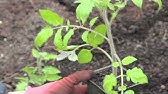 Digging with Doug: Planting tomatoes horizontally