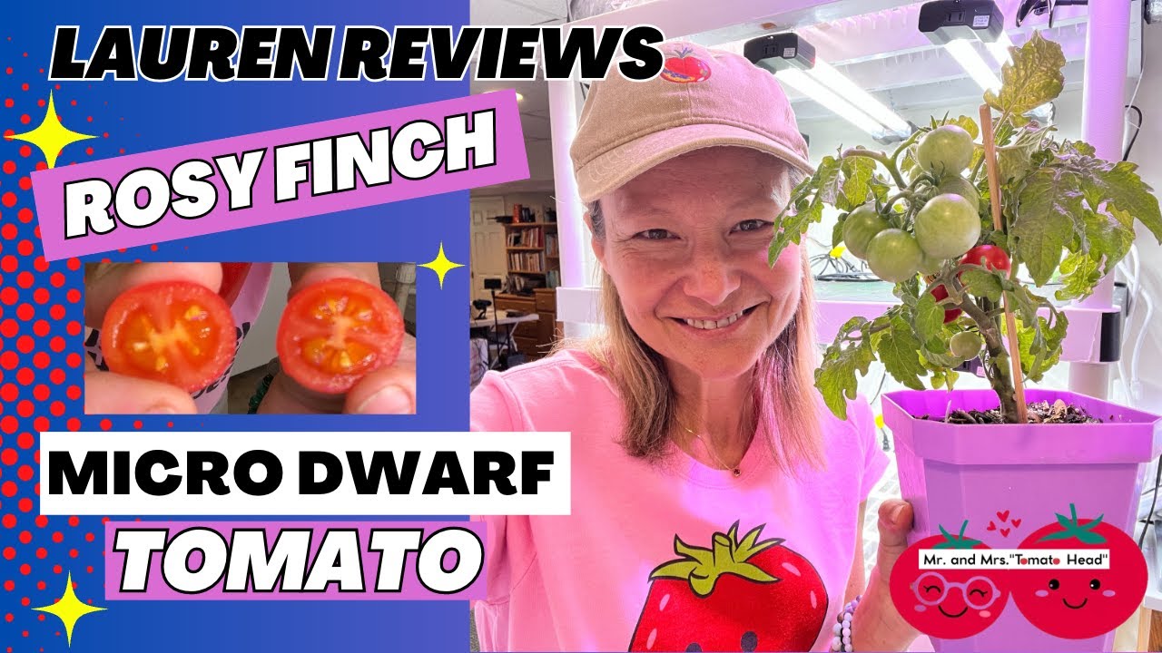 Lauren Reviews ROSY FINCH Micro Dwarf Tomato