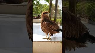 Pariah Kite Flying High Above the Wild 🦅🌍 | Amazing Bird Shorts