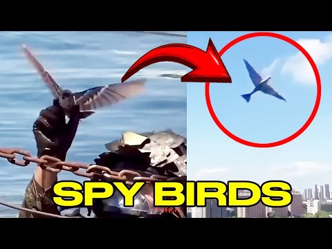 THERE IS NO BIRDS IN CHINA