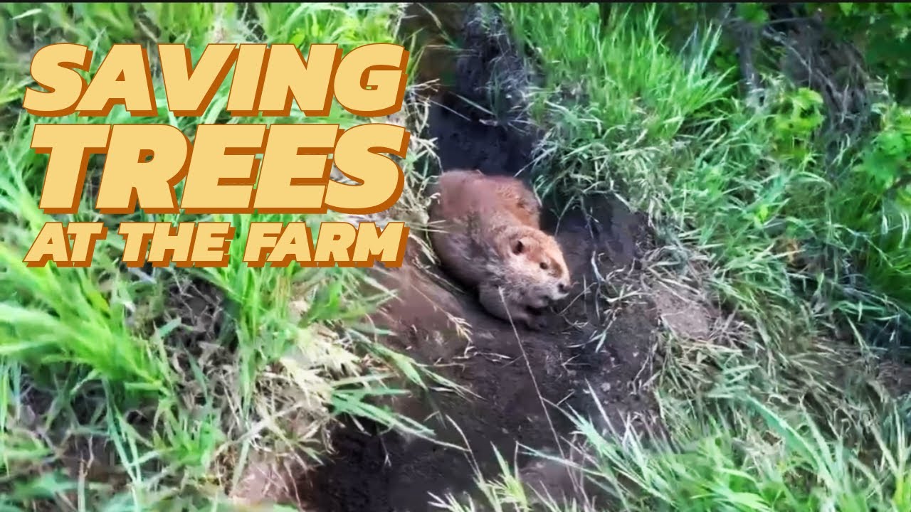Saving trees at the farm - YouTube