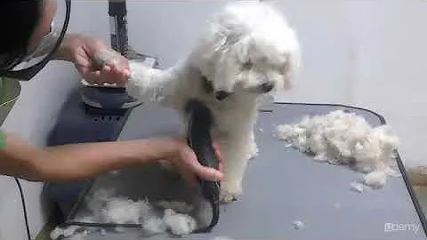 ¿Qué utilizan los peluqueros para lavar a los perros?