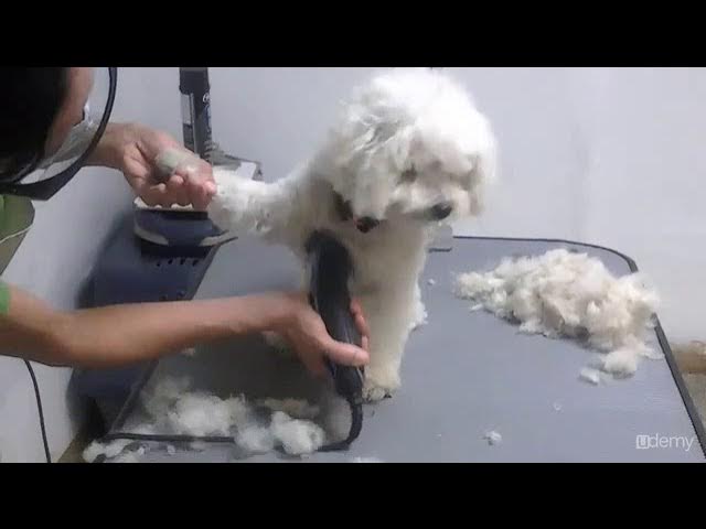  Máquina profesional para cortar pelo en perro y gato