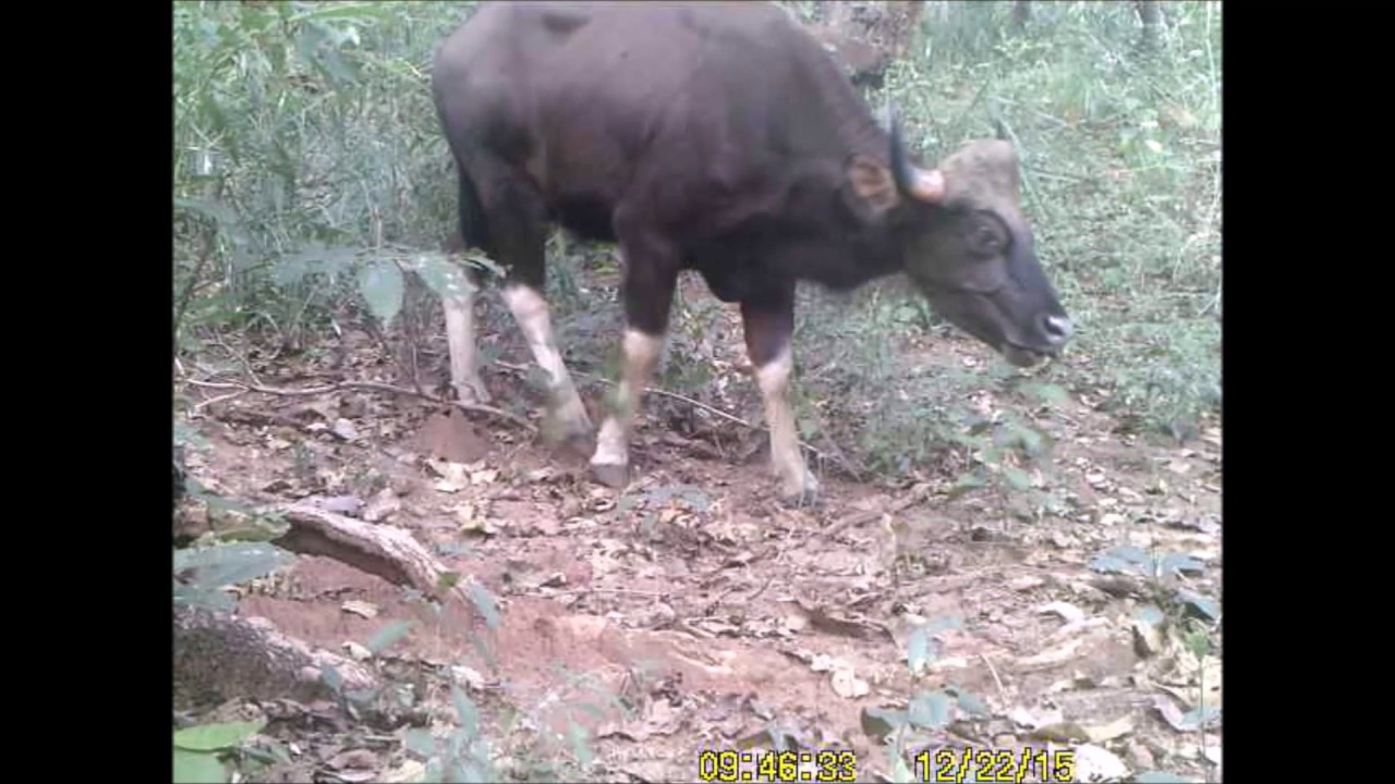 Partitioning Papikonda by Vikram Aditya ATREE