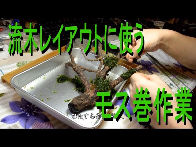 流木レイアウト立ちあげに使う モス巻作業 【アクアリウム】 - YouTube