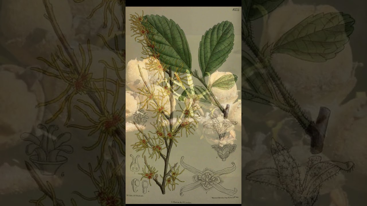 Гамамелис в медицине и косметологии