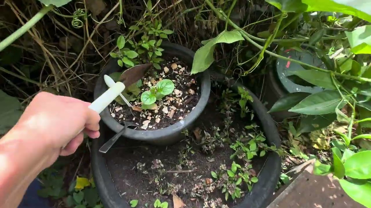 Coi cây mọc tốt sau  mấy đám mưa- Sydney 