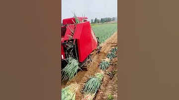 advanced machine for fast harvesting of spring onions #shorts