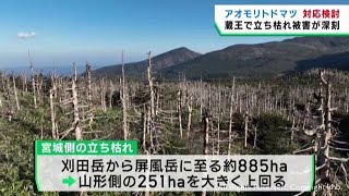 蔵王の冬の風物詩樹氷を形作るアオモリトドマツが立ち枯れ 今後の対応