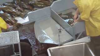 2012 Salmon Spawning @Feather River Fish Hatchery (3)
