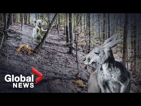 Video: In Australia, Over A Billion Animals Have Died In Wildfires - Alternative View