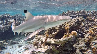 VERY CLOSE Shark Encounter in the Maldives