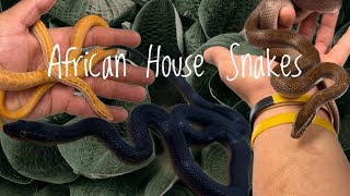 Species Spotlight African House Snakes