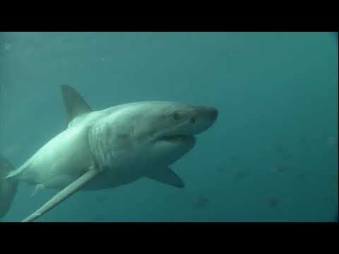 Видео: Акулите с лопата имат ли зъби?