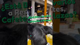 Los Perros Deberían Poder Entrar A Todos Lados?