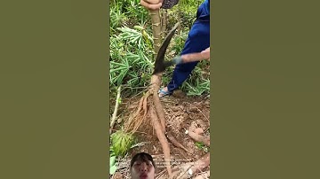 Cách Người dân thu hoạch củ khoai mì củ nhỏ nhỏ rất là ngon