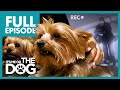 Dogs Stolen From Their Owners: Widget and Gizmo | Full Episode | It's Me or the Dog