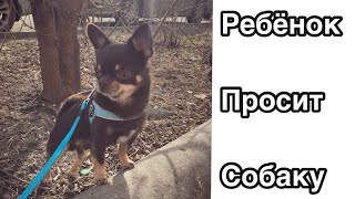 Ребенок просит собаку, что делать? (для родителей) Ребенок просит собаку, что делать? (для родителей)