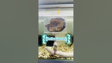 Cá Betta Carton không cần cho ăn, không cần thay nước #starbettashop #bettafish #betta