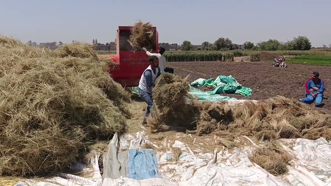 شوف دريس الكمون والإنتاج وشوف دراسة الكمون الغريبه دي هنأ كل التفاصيل 