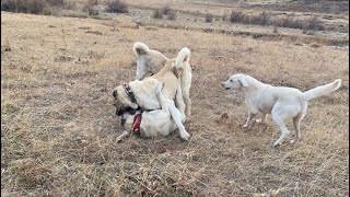 PİTONUN TEPESİ BU SEFER ATTI PİTON AZATI ALTINA ALDI PİTON İLK ÖNCE AZATTAN KAÇTI