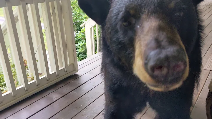 Simone  Sniffer Bear (longer)