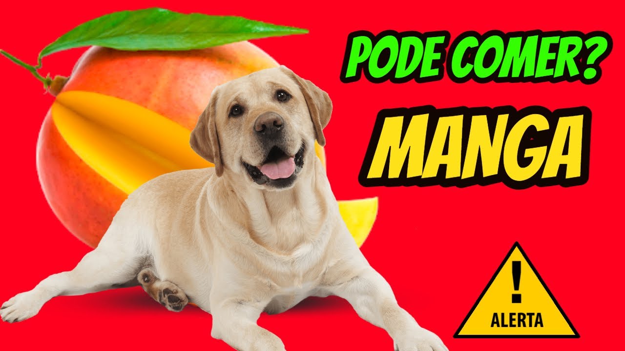 Por Que Não Pode Comer Manga No Resguardo - RETOEDU