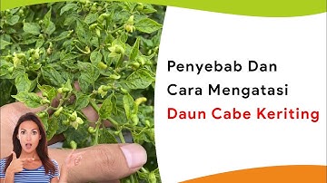 Kupas Tuntas Kendalikan Daun Keriting Cabe! Beda Gejala, Beda Pengendalian
