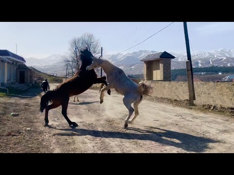 At dalaşdırmırıq, təbiyətin öz qanunları var. İlxida bir Ayğır olar😊