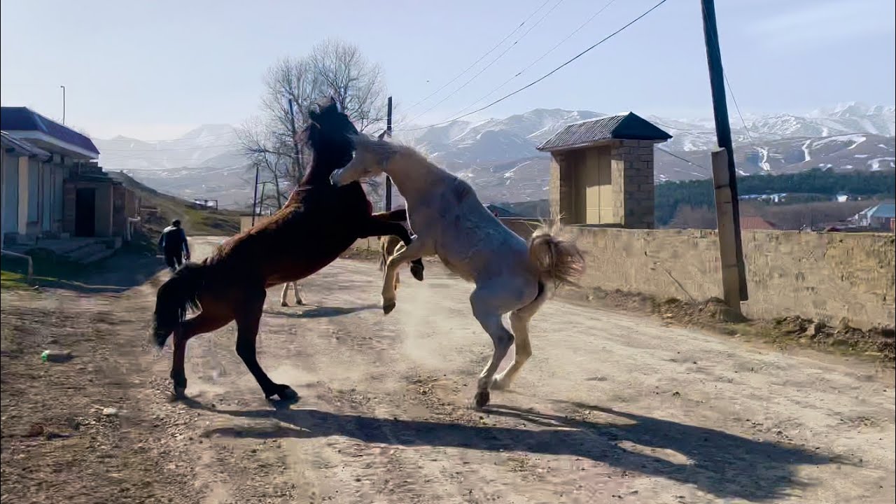 Biz At dalaşdırmırıq, təbiyətin öz qanunları var. İlxida bir Ayğır olar😊