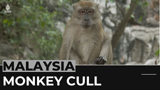 Malaysian Monkey Killing Outrage Over Wildlife Agencys Unethical Tactics