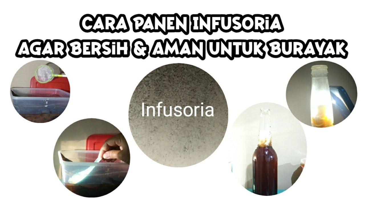 Pemberian Infusoria untuk Burayak Koi: Panduan Lengkap untuk Sukses Pemberian Infusoria untuk Burayak Koi: Panduan Lengkap untuk Sukses
