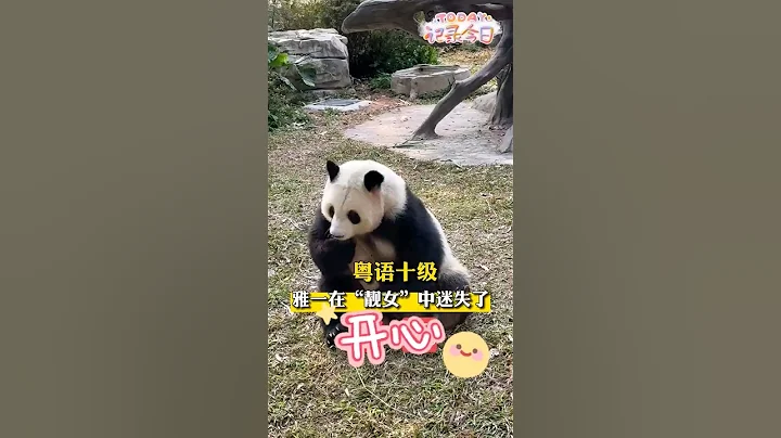 【逗趣无穷🤣】可爱熊熊雅一笑料满满，在「靓女」的呼唤声中完全迷失了自己！#熊猫雅一#giantpanda #pandayayi #大熊猫 - 天天要闻