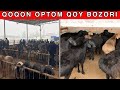 QOQON  OPTOM  QOY  BOZORI  YANGI  NARXLAR 2022