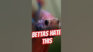 5 Things Betta Fish Hate 😡
