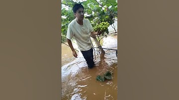 "Grape Fruit farming 🍇 | How to Get More & Better Grapes!" #fruit #grape #satisfying #pruning