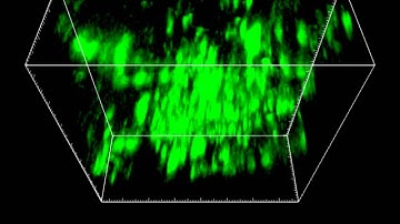Microglia Development and Function: Supplemental Video c
