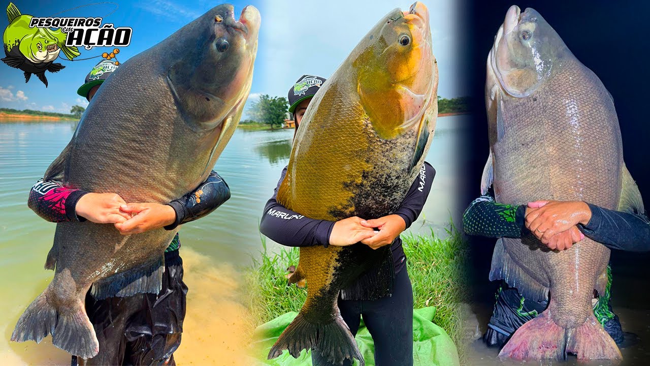 VERDÃO E TRINTADAS NA FAZENDA PACU / PESCARIA ALUCINANTE!