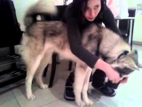 best muzzle for husky