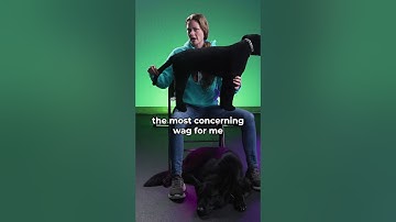 A wagging tail does not necessarily mean a friendly dog.