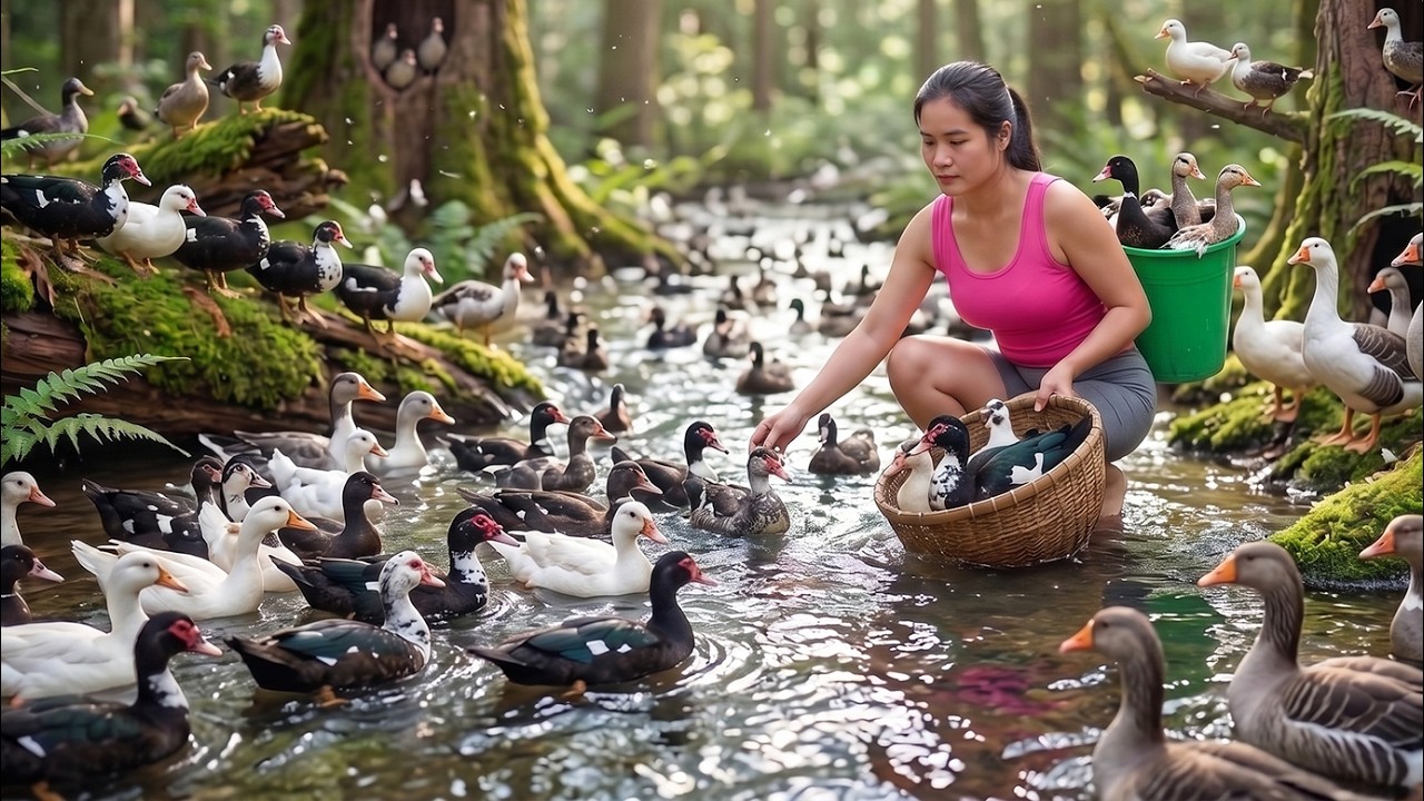Harvesting Hundreds of Lost Muscovy Ducks & Wild Geese in the