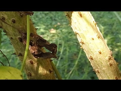 This Simple Tree Have a Thousand of Medicinal Benefits for Health | Coral Tree Benefits