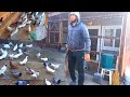 Голуби Севака. г Благодарный. ГОЛУБИ ТАКЛА+ ШИРАКАХВОСТЫЕ. Sevak's pigeons. Blagodarny city