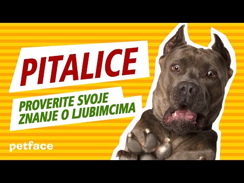 Video: Da li psi imaju dušnike?