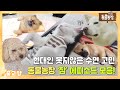 [꿀교양/SUB] 현대인 못지않은 동물들의 수면 고민