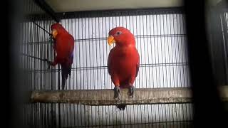 Parrots for Sale in Turkey by Nadia Pets Global 49 views 3 years ago 4 minutes, 29 seconds