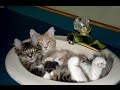 Cats are the kings of animal comedy Best Funny Cat videos Compilation 2016