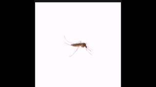 Download Lagu Suara Nyamuk Original mix MP3