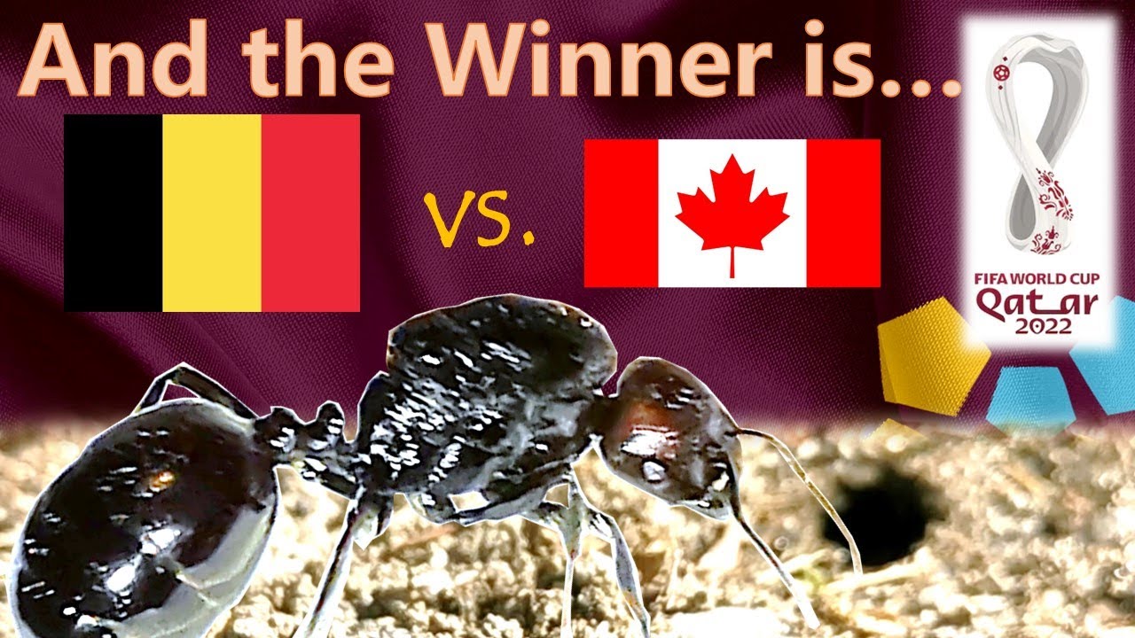 Belgium vs Canada ⚽ World Cup 2022 Qatar | 🐜 Guessing Queen Ant